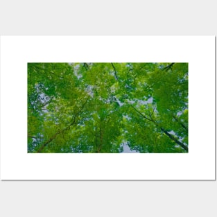 Smoky Mountains Tree Canopy Posters and Art